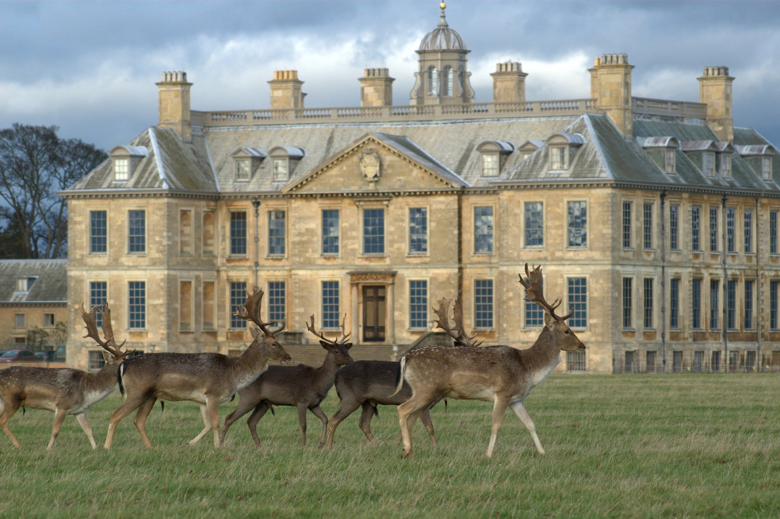 Belton-House-Deer-Park Belton House Deer Park