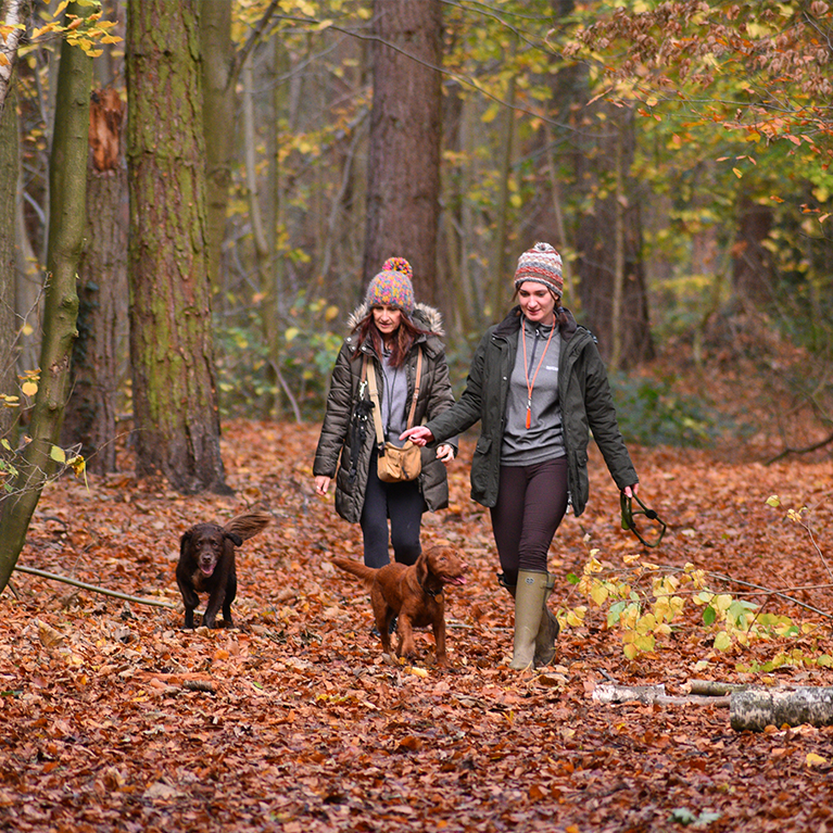 Willingham Woods